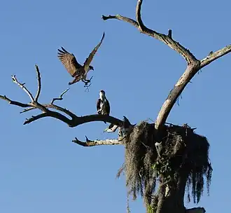 Nid en plate-forme de Balbuzard pêcheur (Pandion haliaetus).