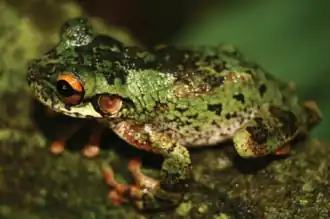 Description de l'image Osteocephalus germani - ZooKeys.png.