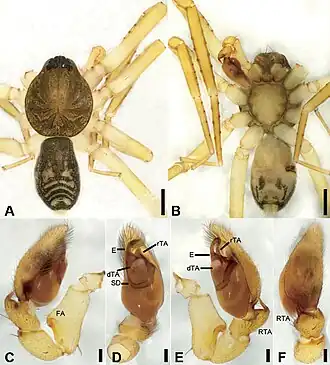 Description de l'image Otacilia acutangula (10.3897-zookeys.947.51175) Figure 7.jpg.