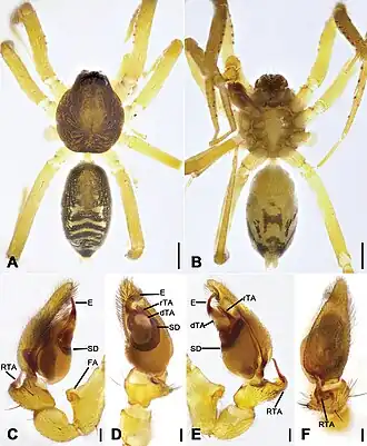 Description de l'image Otacilia bizhouica (10.3897-zookeys.979.56273) Figure 1.jpg.