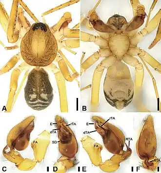 Description de l'image Otacilia ovoidea (10.3897-zookeys.947.51175) Figure 13.jpg.