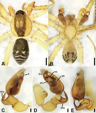 Description de l'image Otacilia subovoidea (10.3897-zookeys.947.51175) Figure 18.jpg.