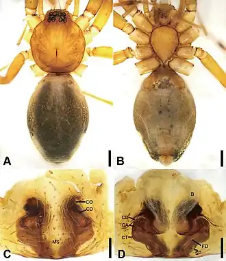 Description de l'image Otacilia xiaoxiica (10.3897-zookeys.947.51175) Figure 21.jpg.