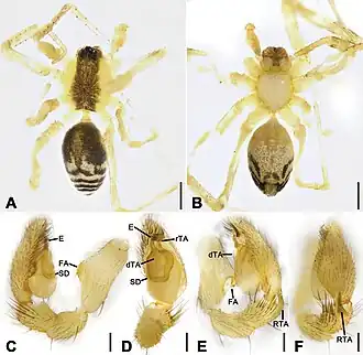Description de l'image Otacilia zaoshiica (10.3897-zookeys.979.56273) Figure 18.jpg.