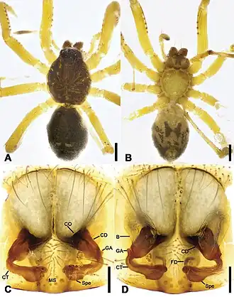 Description de l'image Otacilia ziyaoshanica (10.3897-zookeys.979.56273) Figure 21.jpg.
