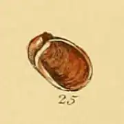 Otina ovata, un Otinidae.