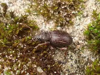 Description de cette image, également commentée ci-après