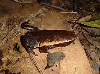 Description de l'image Otophryne pyburni 01.JPG.