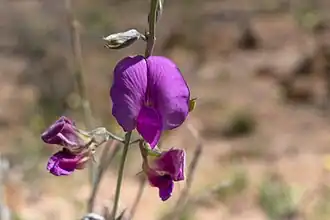 Description de l'image Otoptera burchellii-1736 - Flickr - Ragnhild & Neil Crawford.jpg.