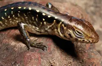 Description de l'image Otosaurus cumingi juvenile (KU 330652) from mid-elevation, Mt. Cagua - ZooKeys-266-001-g062.jpg.