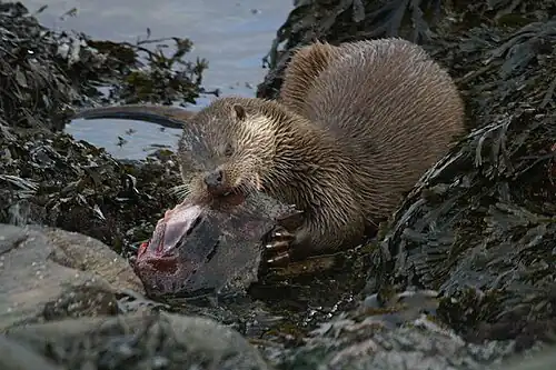 Loutre (Lutra lutra), dévorant un énorme Cyclopterus lumpus.
