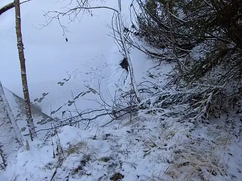 Trois pistes d'empreintes de loutres sur une rivière enneigée.