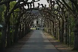 Allée bordée de tilleuls