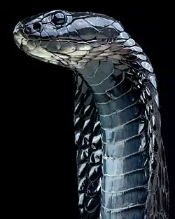 Tête de Naja haje, variante marocaine.