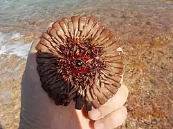 Oursin tortue face orale