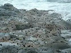 Des oursins tortues sur les rochers de l'île de la Réunion