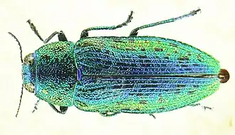 Description de l'image Ovalisia (Scintillatrix) rutilans bl2.JPG.