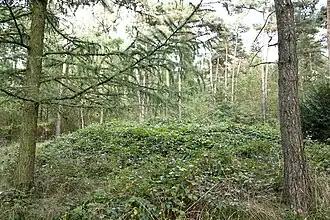 Tumulus hameau de Grensweg, commune de Swalmen.