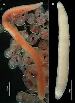 Ovicides paralithodis, un Carcinonemertidae