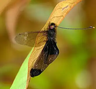 Description de l'image Owlfly (Cordulecerus maclachlani ?) female (39877721835).jpg.