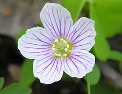 Fleur de d'oxalis petite oseille.