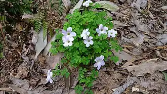 Description de l'image Oxalis incarnata (16207689905).jpg.