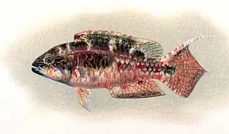 Description de cette image, également commentée ci-après