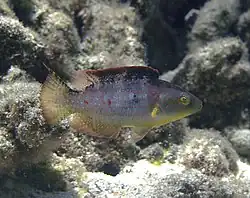 Un labre à queue de comète (Oxycheilinus bimaculatus)