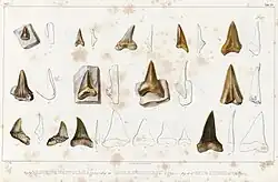 Illustration de nombreuses dents de requins fossiles provenant d'Angleterre.