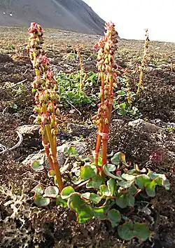Oxyria digyna (Svalbard)