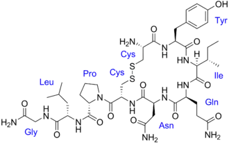 Image illustrative de l’article Ocytocine