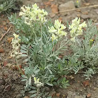 Description de l'image Oxytropis campestris GNP 02.jpg.