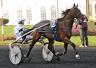 Image illustrative de l’article Oyonnax (cheval)