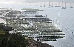 Parc à huîtres dans la rivière d'Étel.