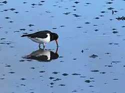 Photographie d'un Huîtrier pie adulte, sur une zone légèrement immergée, plongeant son bec dans l'eau.