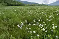 Photo couleur d'une prairie verdoyante parsemée de plantes herbacées à fleurs blanches.