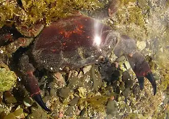 Ozius truncatus (Oziidae)