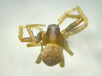 Description de l'image Ozyptila simplex 22.06.2025 Boersch.jpg.