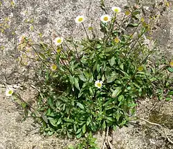 Forme d'érigéron (Erigeron karwenkianus) (ici en Bretagne, France)