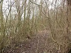 Les taillis ont eu le temps de pousser sur la plate-forme de la ligne, en amont de la gare de Péronne-Flamicourt.