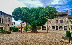 Le tilleul de la place de la Halle