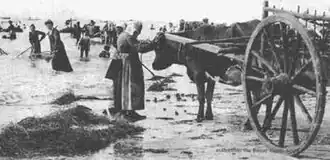 Récolte des algues dans la Manche.