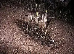 Accumulation de graines régurgitées par les guacharos de la Cueva de los Guacharos de Soritor (Yorongos, Rioja, San Martin, Pérou).