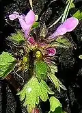 Lamium purpureum var. incisum