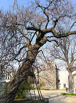 Arbre du jardin des Plantes de Paris.