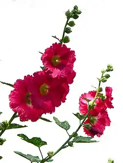 Rose trémière.