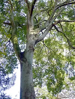 Celtis australis du Jardin des Plantes de Paris.