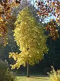 Copalme d'Amérique (Liquidambar styraciflua).