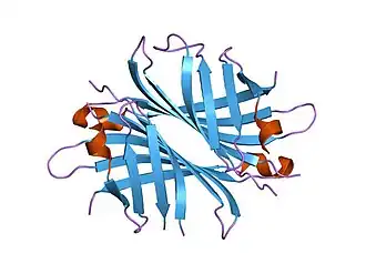 Image illustrative de l’article Streptavidine
