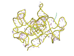 Structure d'un intron autocatalytique de groupe I